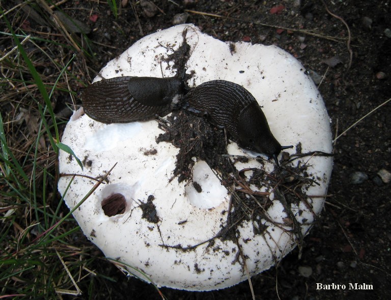 M�rdarsniglar p� champinjon