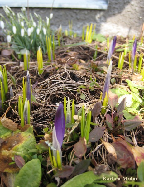 tidig krokus