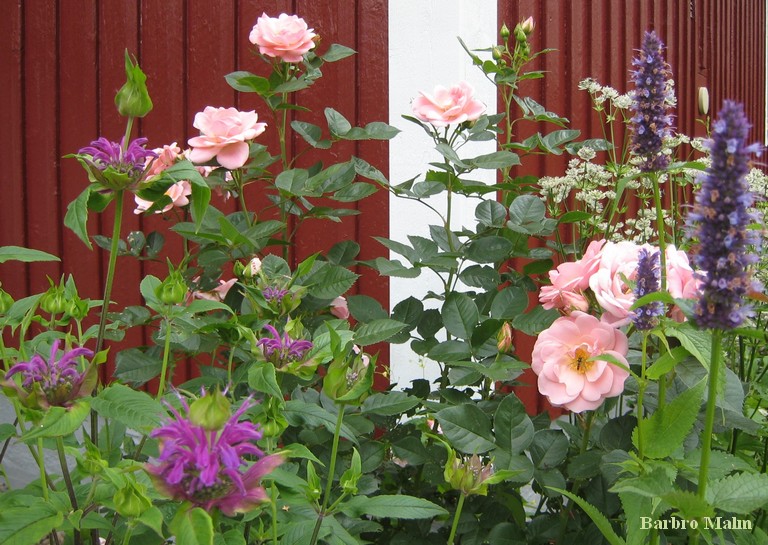 Rosrabatt
