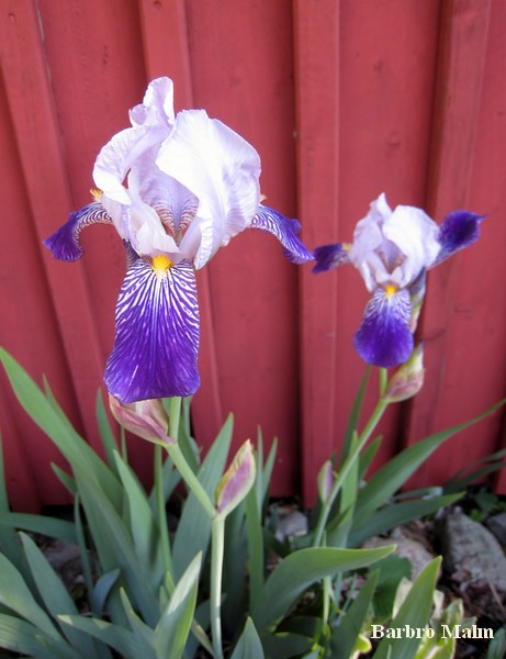 Iris