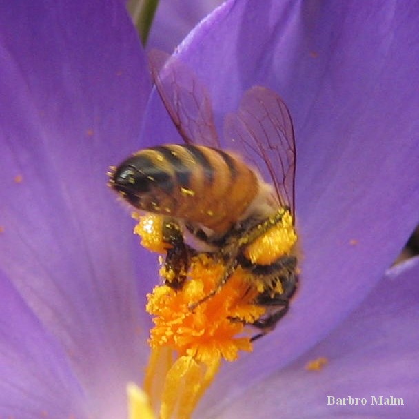 bi p� krokus