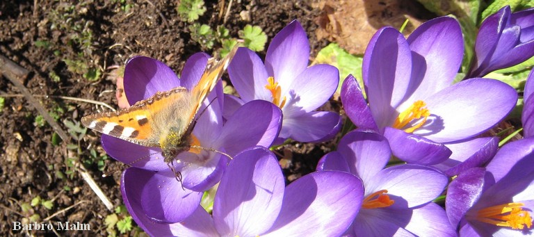 n�sselfj�ril p� krokus