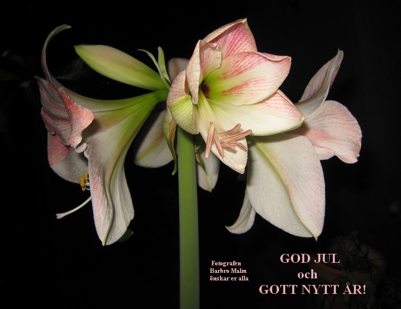 amaryllis