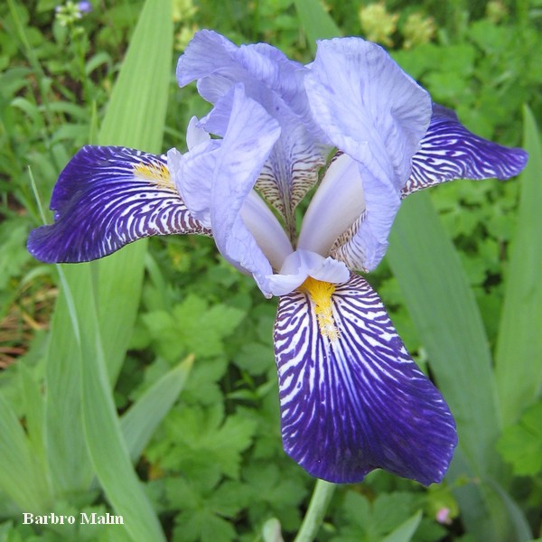 iris