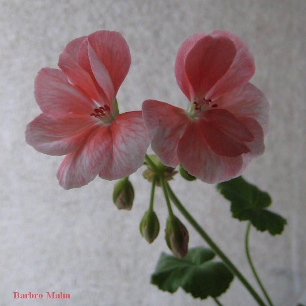 pelargon