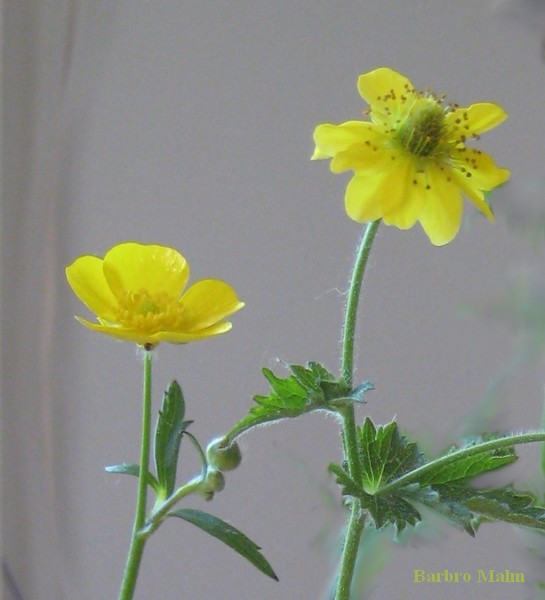 sm�rblomma nejlikrot