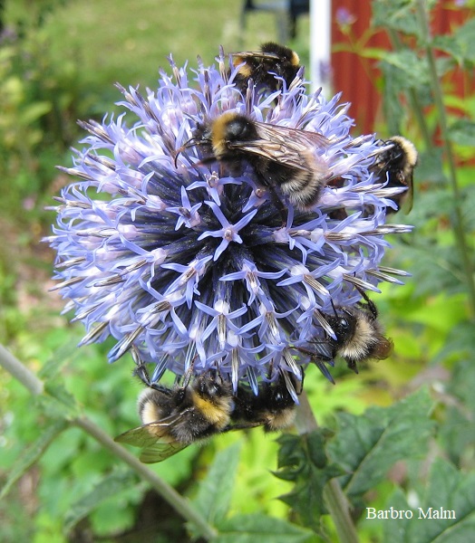 humlor p� bolltistel