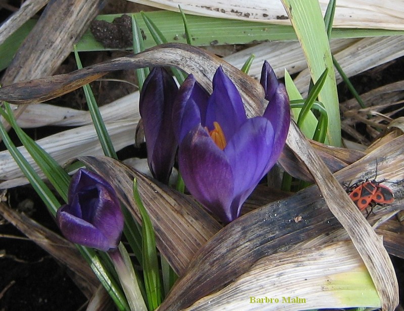 krokus