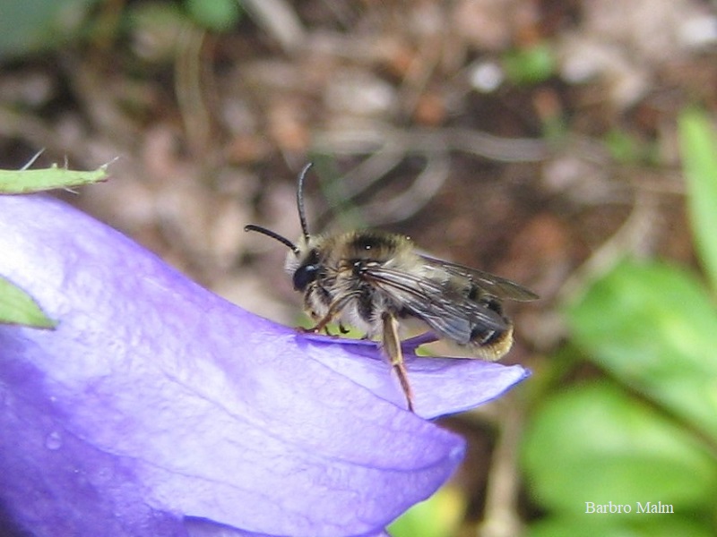 blomsterbi