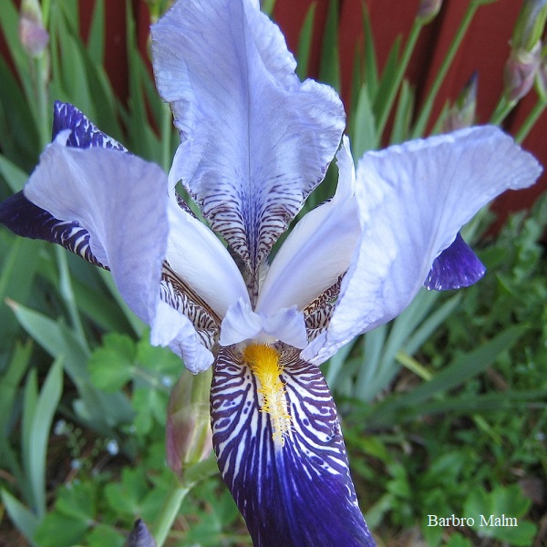 iris