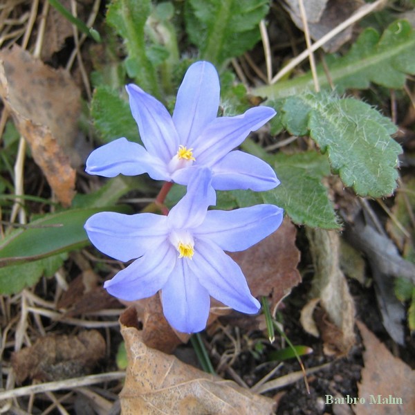 v�rstj�rna (chionodoxa)