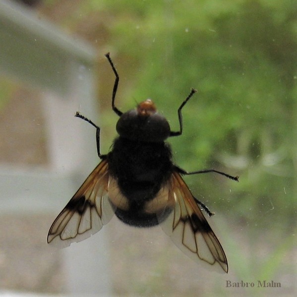 f�nsterblomfluga