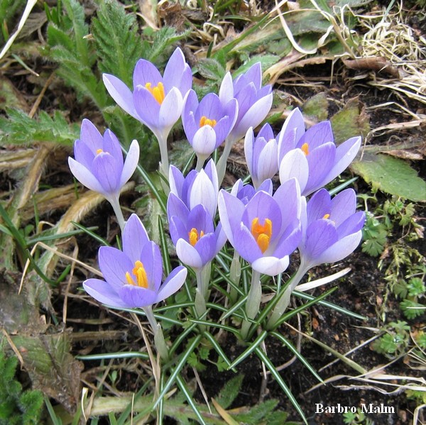 krokus