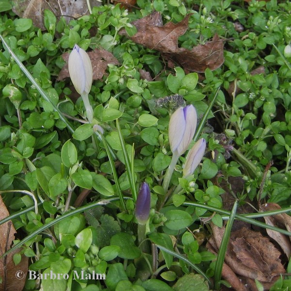krokus