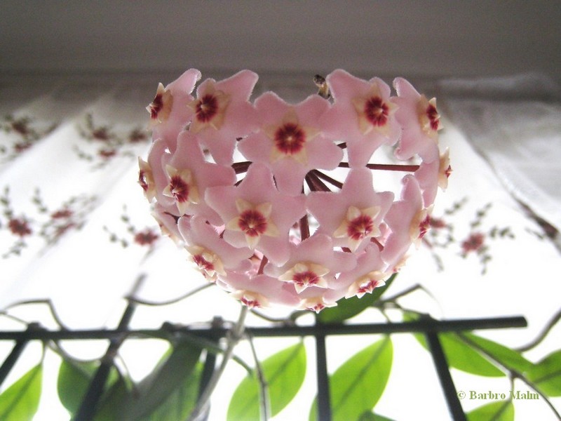 Porslinsblomma