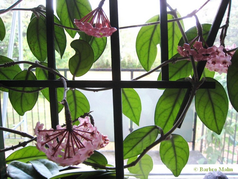 Porslinsblomma