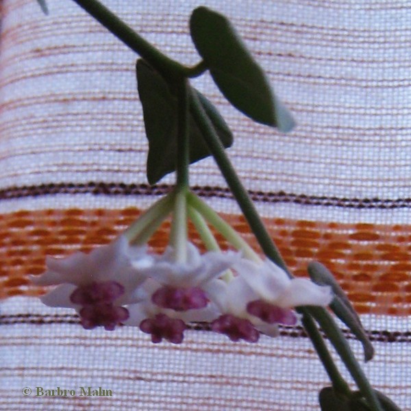 porslinsblomman Bella