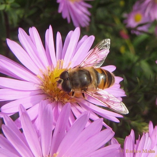 storslamfluga