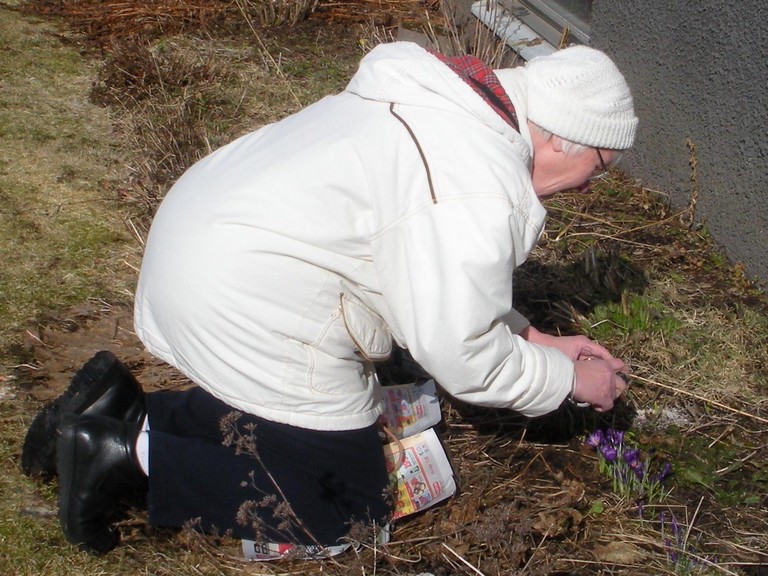 Fotografering av sn�krokus