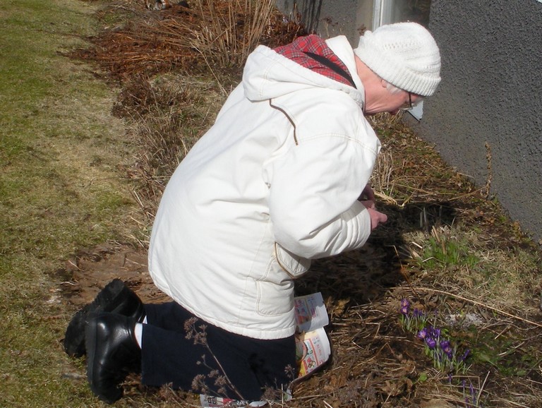 Fotografering av sn�krokus