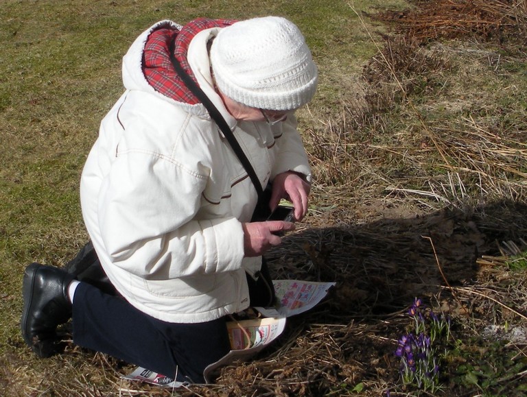 Fotografering av sn�krokus
