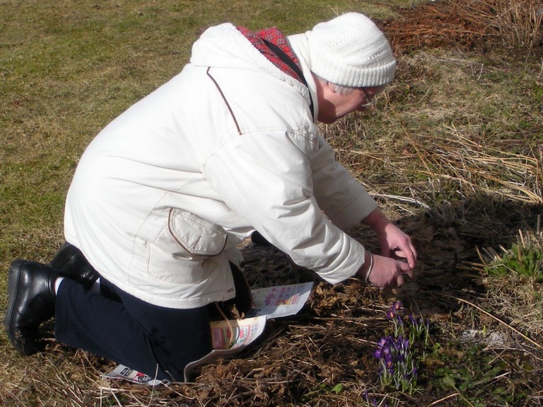 Fotografering av sn�krokus
