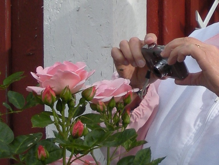 Fotografering av tvestj�rt