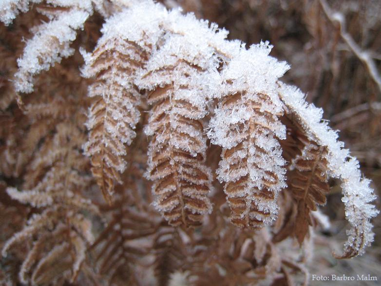 Dimfrost p ormbunksblad