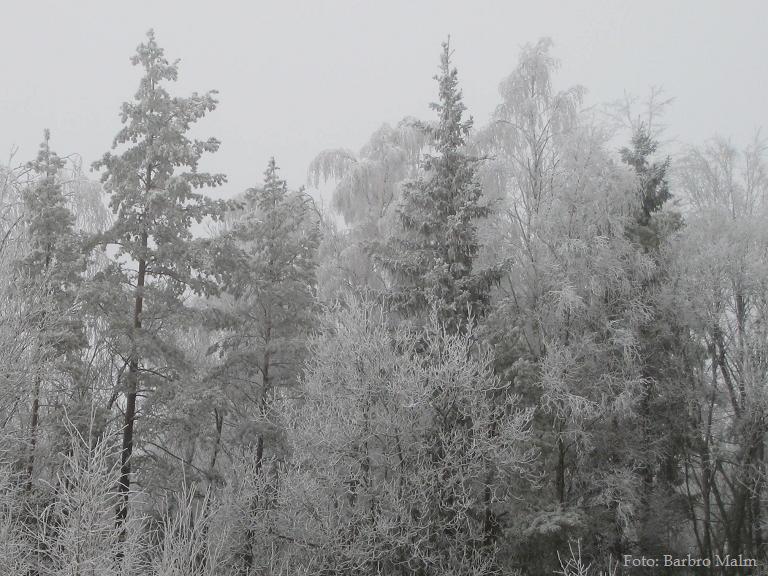 Skog kldd i dimfrost