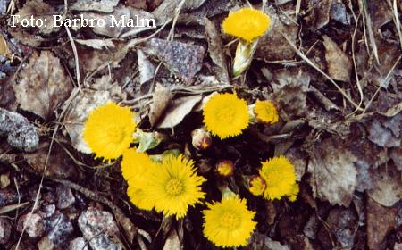 Tussilago