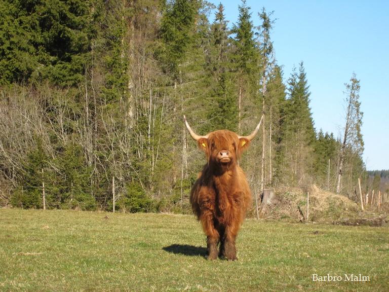 Highland cattle