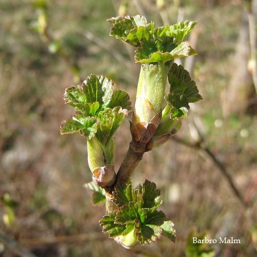Svarta vinb�r, knopp