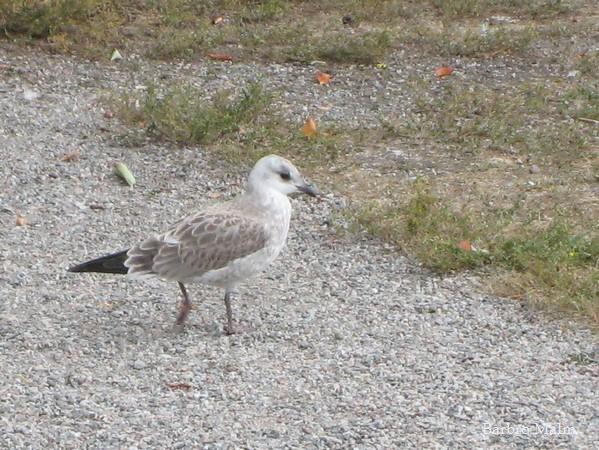 Fiskm�sunge