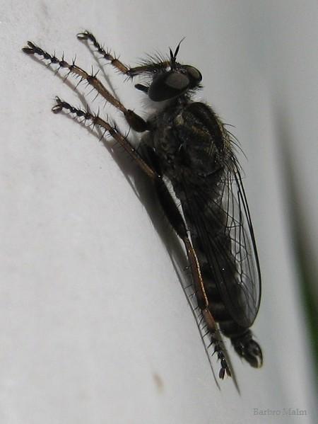 Rovfluga
