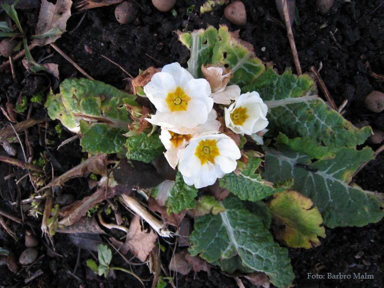 Blommande tr�dg�rdsviva