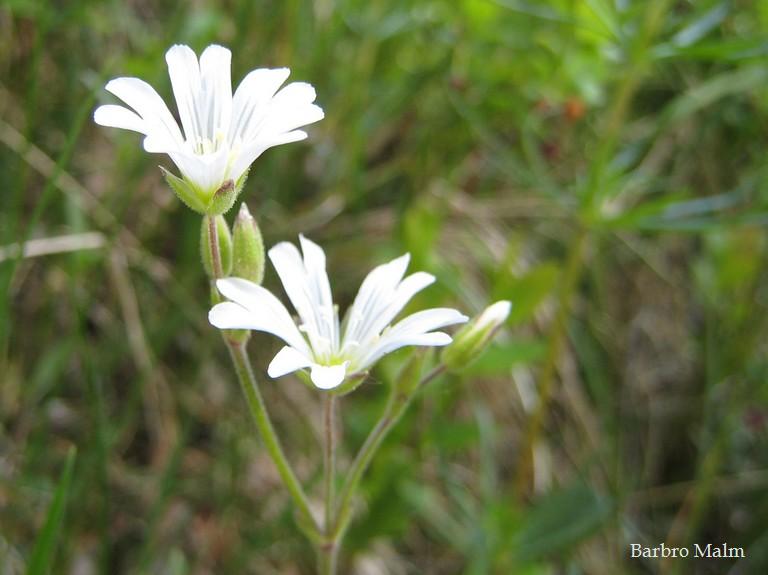 Buskstj�rnblomma