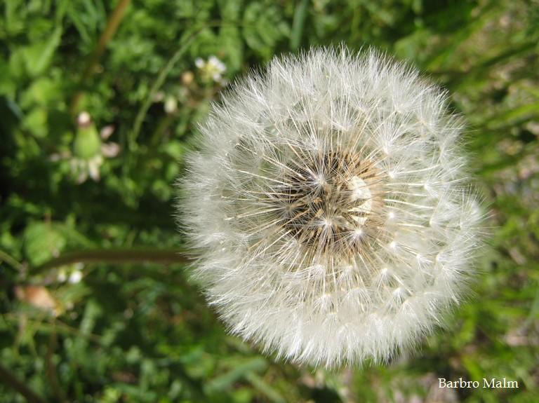 Maskrosboll