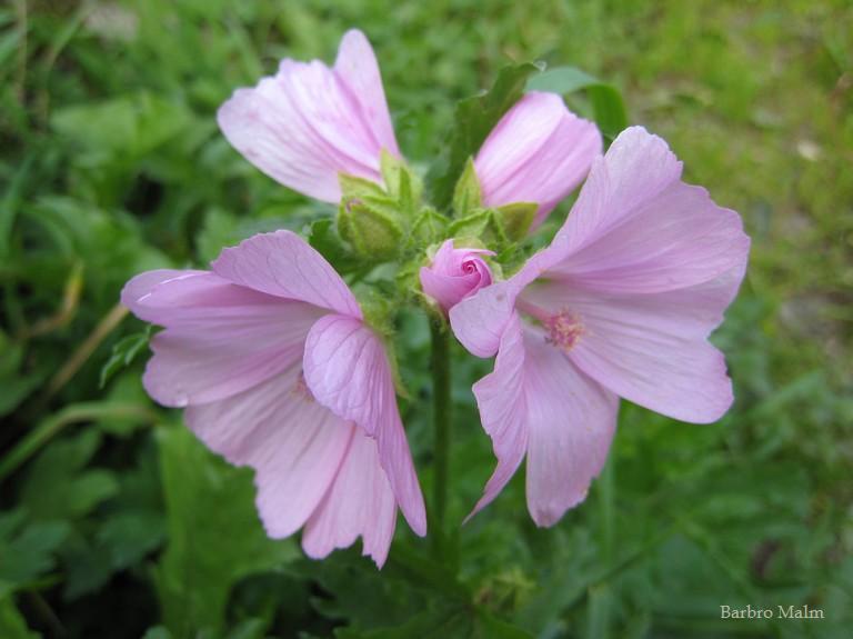 Malva