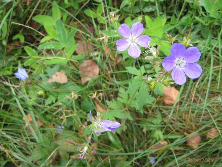 Midsommarblomster
