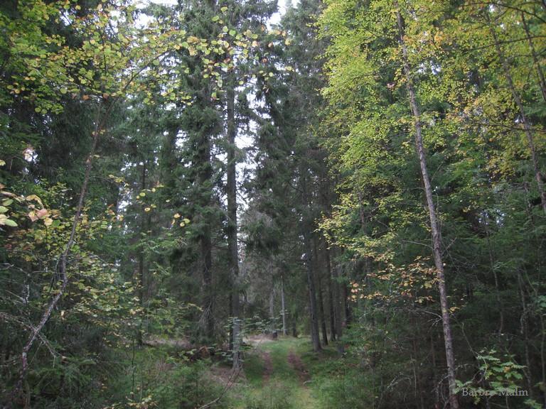 Skogsv�g
