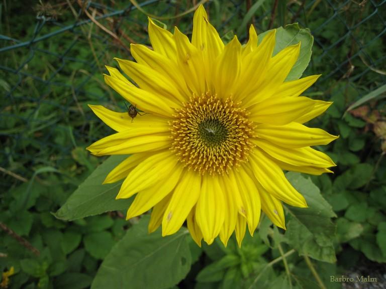 Solros