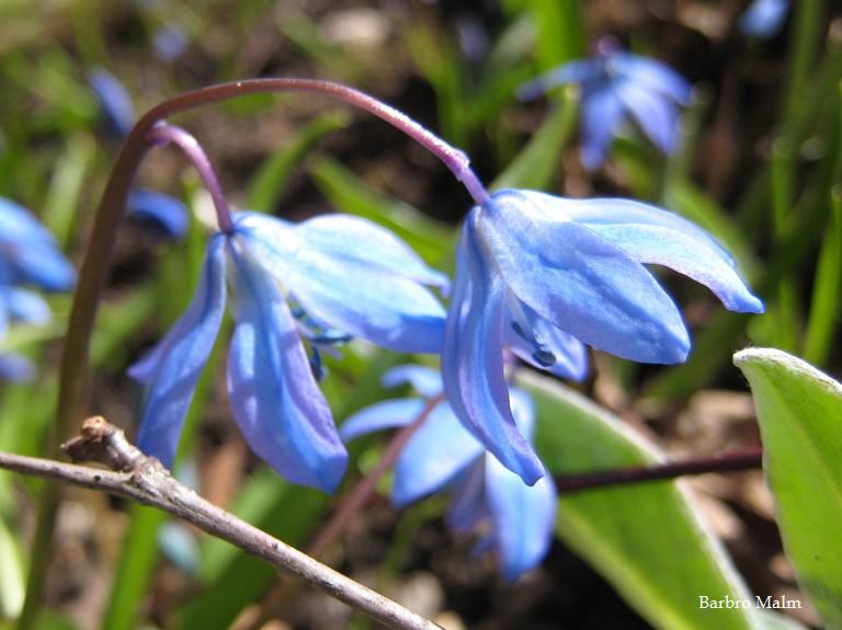 Scilla