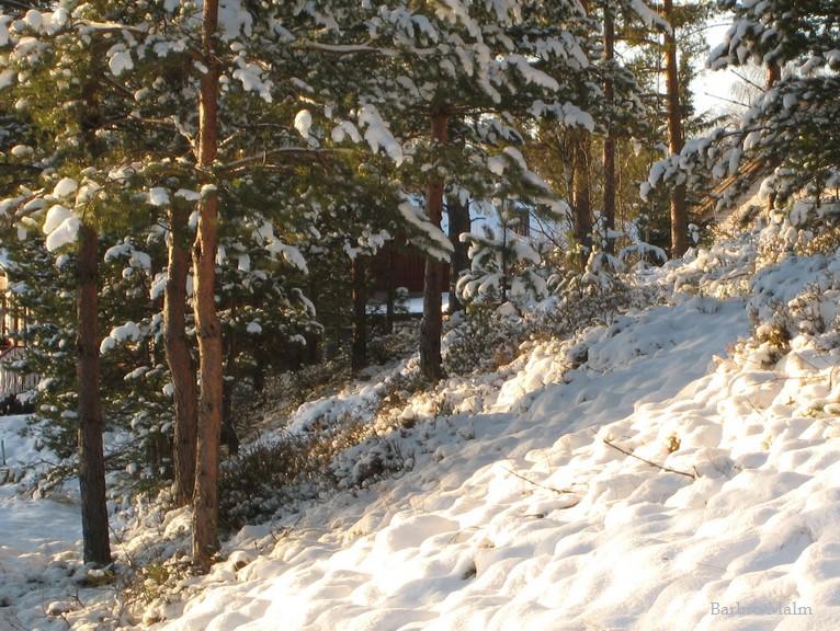 Sn� i skog