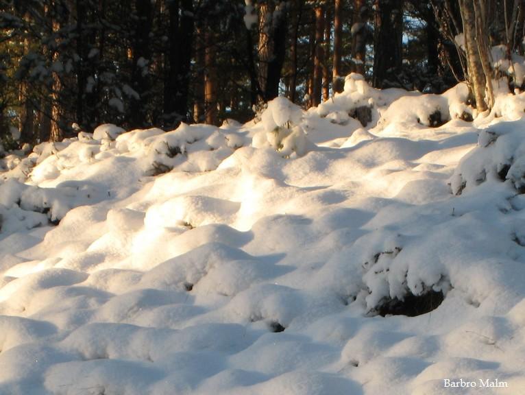 Sn� i skog