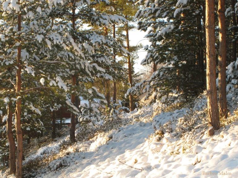 Sn� i skog