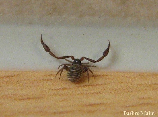 Bokskorpion Bokskorpion