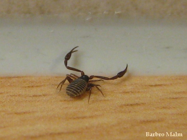 Bokskorpion Bokskorpion