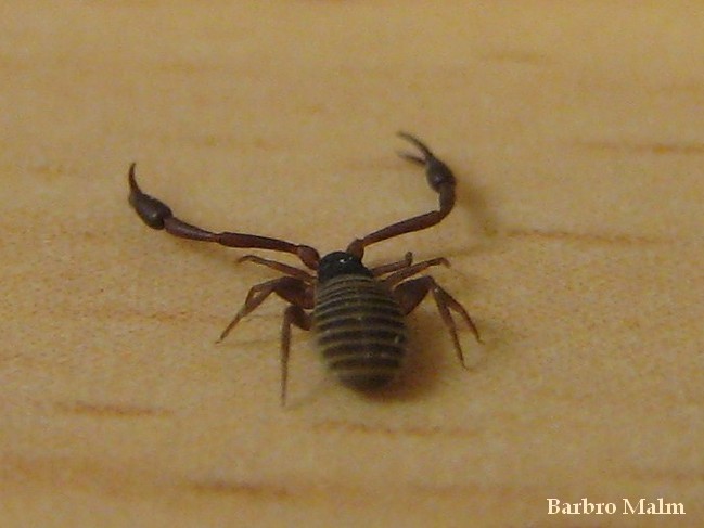 Bokskorpion Bokskorpion