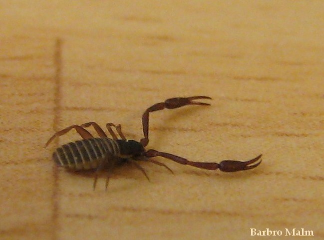 Bokskorpion Bokskorpion