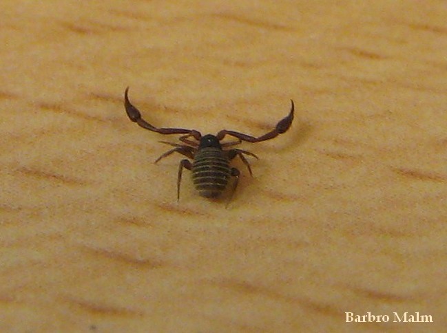 Bokskorpion Bokskorpion